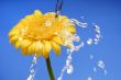 Beautiful splash
