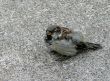 Sparrow