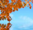 Autumn scene