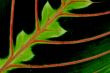 Green color leaf