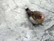 sparrow