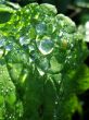 Morning dew