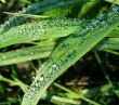 Morning dew