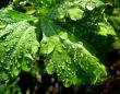 Morning dew