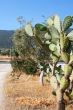 Tropical plants