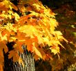 Fall trees