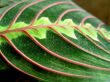 Green color leaf