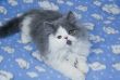 Kitten