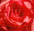 Red painted rose