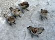 Young Sparrows