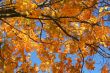 Fall trees