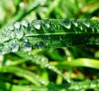 Morning dew