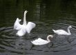 Swan