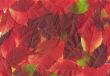 Fall leaves. Vibrant natural texture