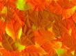 Fall leaves. Vibrant natural texture