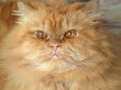 Amber eyes