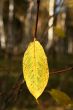 Autumn lonely leaf