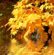 Autumn scene