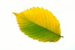 Fall leaf