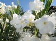 White Flowers