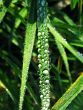 Morning dew