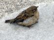 sparrow