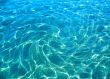 Blue water