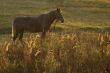 Horse on meadow