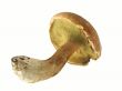 Fungus cep