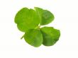 Clover for fortune
