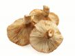 Fungus