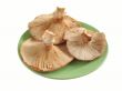 Fungus