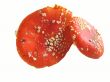 Red mushroom