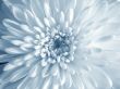 White Flower
