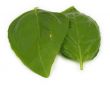 two basil leaves