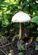 Beautiful fresh mushroom