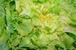 Endive salad