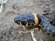 Head of grass-snake