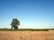 Solitary tree in steppe