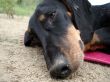 Dog on sand