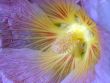 Mallow
