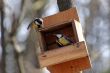 Quarrel of the titmouse