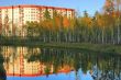 Yellow autumn trees