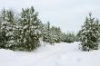 evergreen trees