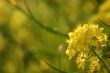 Yellow flower in spring
