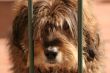 Cute hairy dog