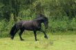 Full canter