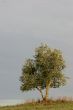 Singe olive tree