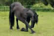 Horse bow