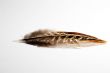 phesant`s feather